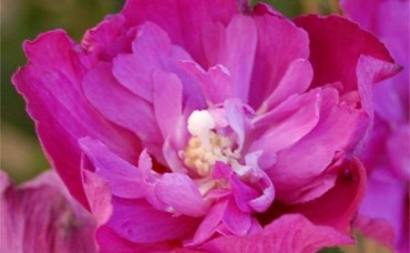 Trandafir de Siria  Purple Ruffles  C7.5